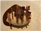 fig parfait